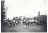 Japanese laborers at a Hawaiian sugar plantation [Hawaii State Archive]