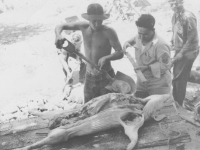 100 Battalion soldiers prepare a pig to roast for dinner, July 1940. [Courtesy of Mary Hamasaki]