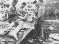 Soldiers prepare the pig to roast after their reception in Maui, July 1940. [Courtesy of Mary Hamasaki]