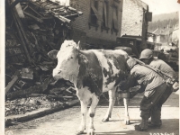 Soldiers of the 100th milk a cow in Germany, March 16, 1945. [Courtesy of U.S. Signal Corp]