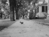 September 1942 Shot of squirrel taken at La Crosse.  Lots of squirrels around these parts found climbing up acorn tree in residential districts.  [Courtesy of Jan Nadamoto]