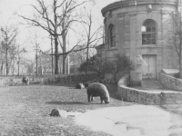 Taken Nov. 20, 1942 at Bronz Zoo, New York City.  A baby hippo. Not true all dolled up.  [Courtesy of Jan Nadamoto]