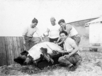 S. Okuma, “Heavy” Koizumi, Tokuji Ono, and K. Iwashita prepare “Clarence” the Pig for a feast, Ship Island, Mississippi, 1943 [Courtesy of Leslie Taniyama] Inscription: Reverse: Ship Island - Jan ‘43 “Clarence” the Pig. S. Okama,(Okuma) “Heavy” Koizumi, Yours truly, K. Iwashita