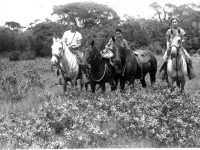 Horseback riding in Hawaii. [Courtesy of Janice Uchida Sakoda]