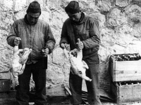 Uki Wozumi and Yukio Nakamoto prepare chickens for dinner [Courtesy of Ukichi Wozumi]