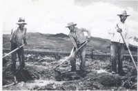 Workers on a sugar plantation in Hawaii [Courtesy of Hawaii State Archives]